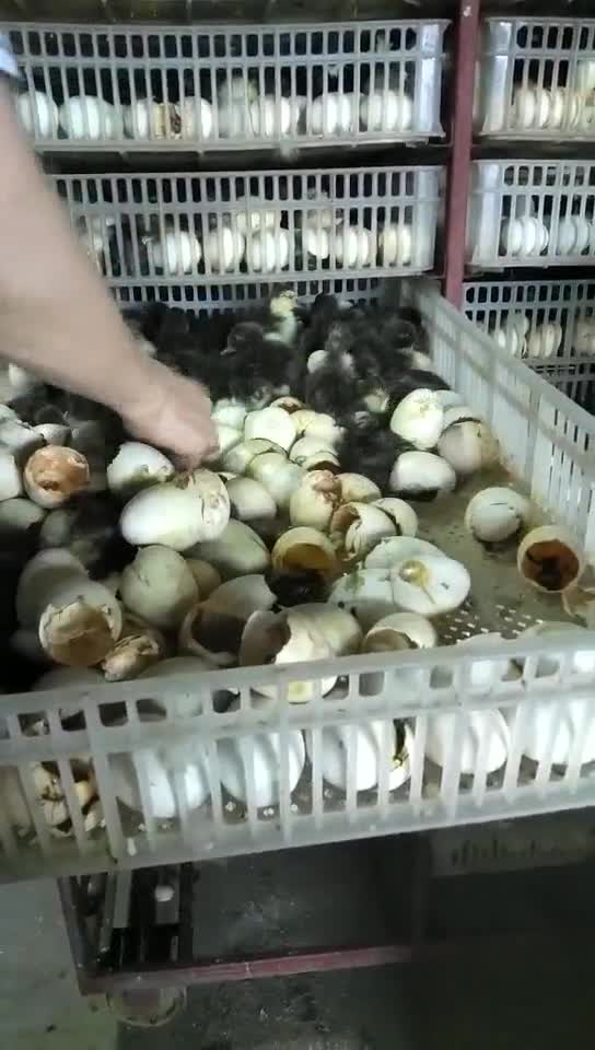 大种黒番鸭报房孵化，全程提供养殖技术