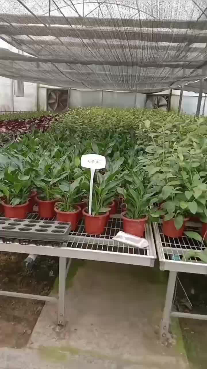 航迪小型日光棚盆景花卉养殖移动苗床