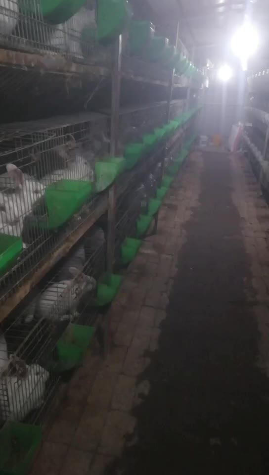 伊拉兔养殖行情伊拉兔回收价格伊拉兔养殖场
