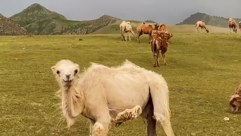 大美新疆奶源地建厂骆驼的生活条件