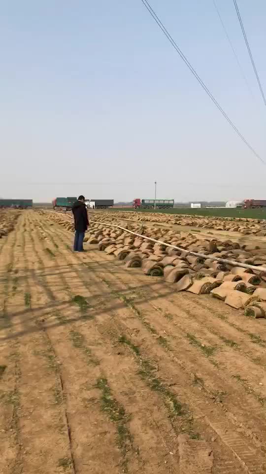 草坪基地出售早熟禾草皮高羊茅籽四季青草卷