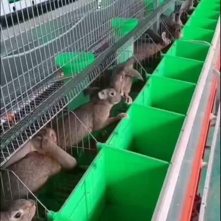 比利時兔養殖之生產繁殖