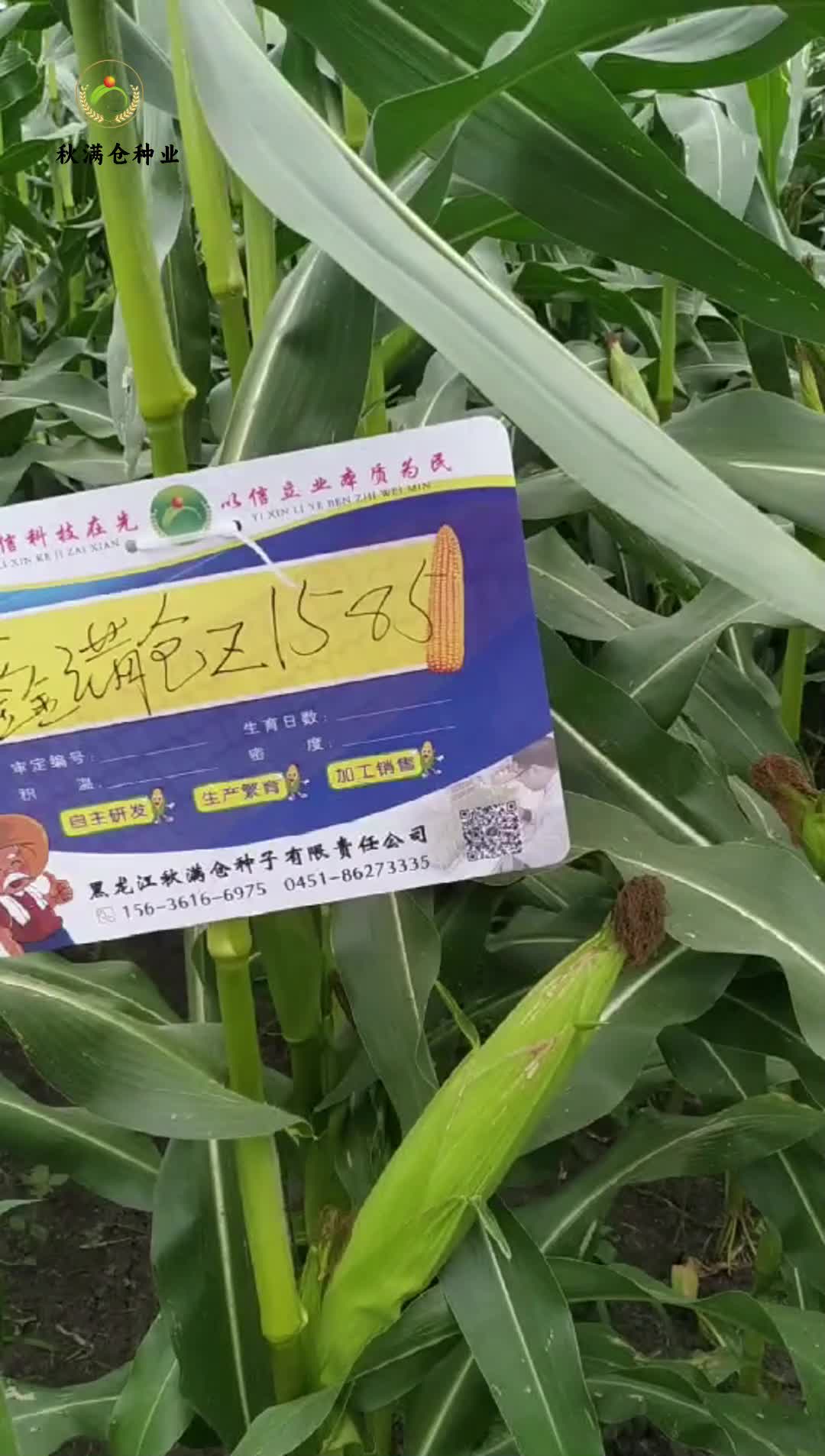 秋满仓种业《Z1585》