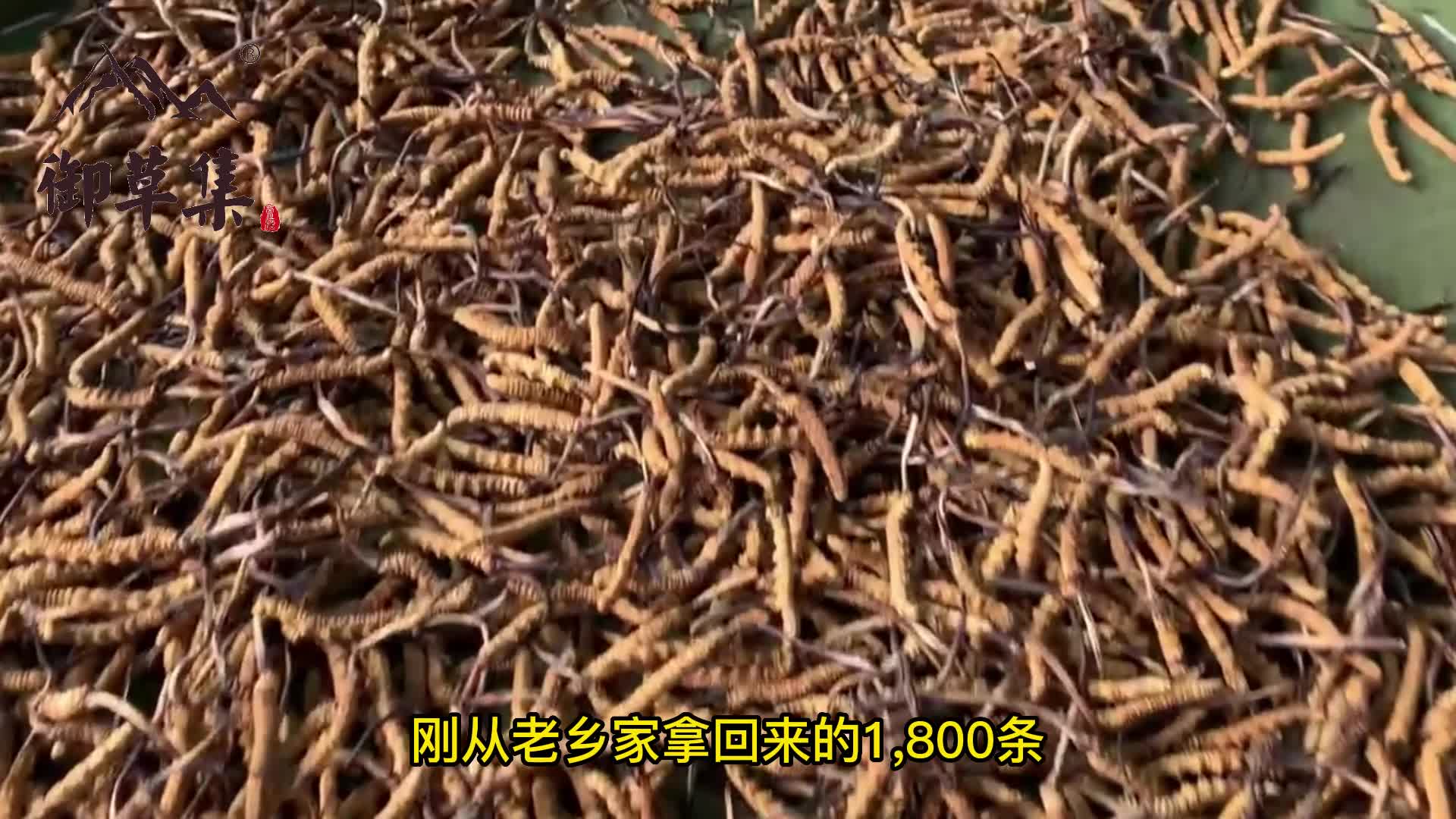 刚收回来的精品虫草秀一波