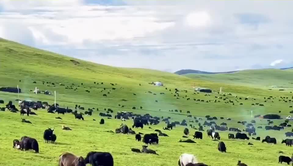 新疆巴州牦牛那鸿初乳牦牛奶粉