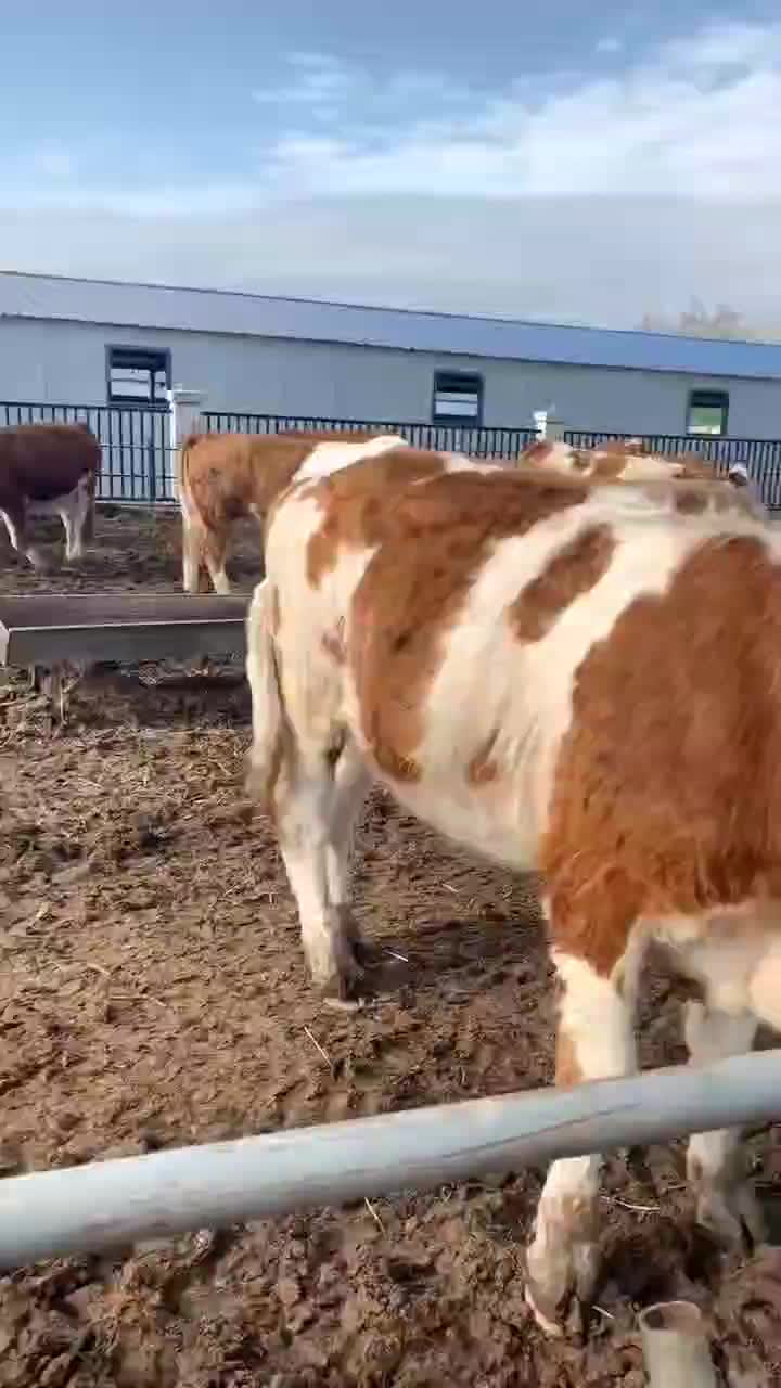 西门塔尔牛全国出售养殖场批发欢迎选购