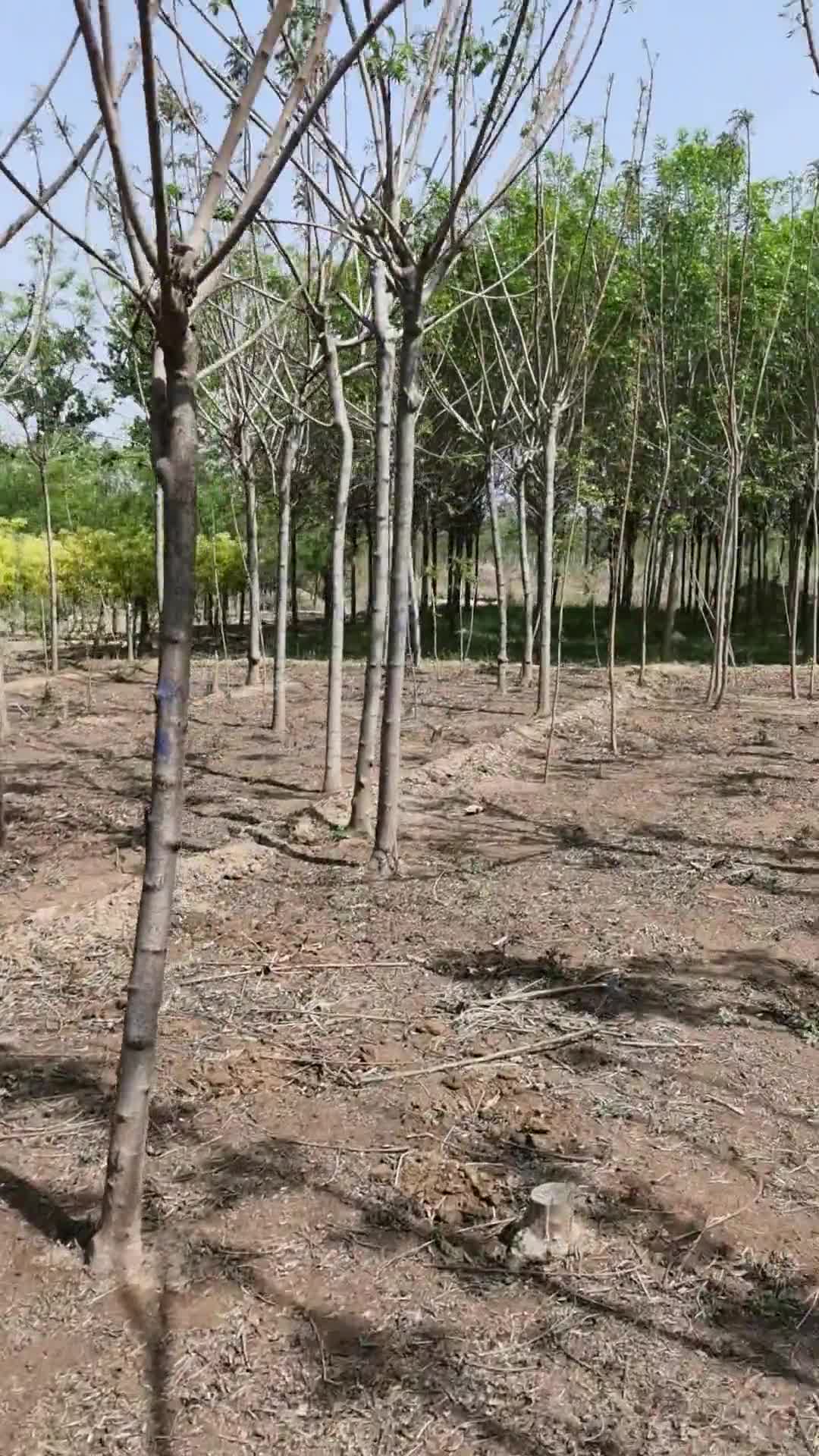 8公分火炬树-观赏性强-铁路绿化