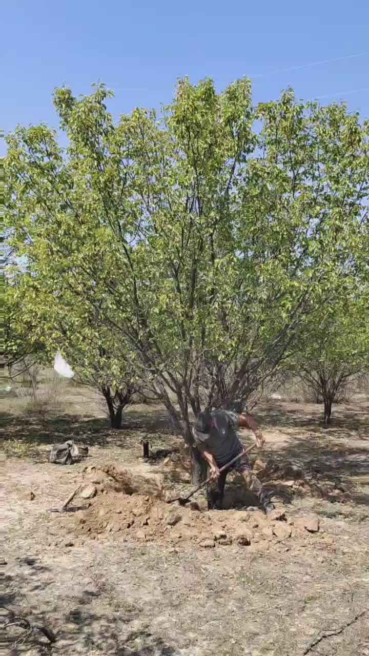 20公分山杏挖树视频