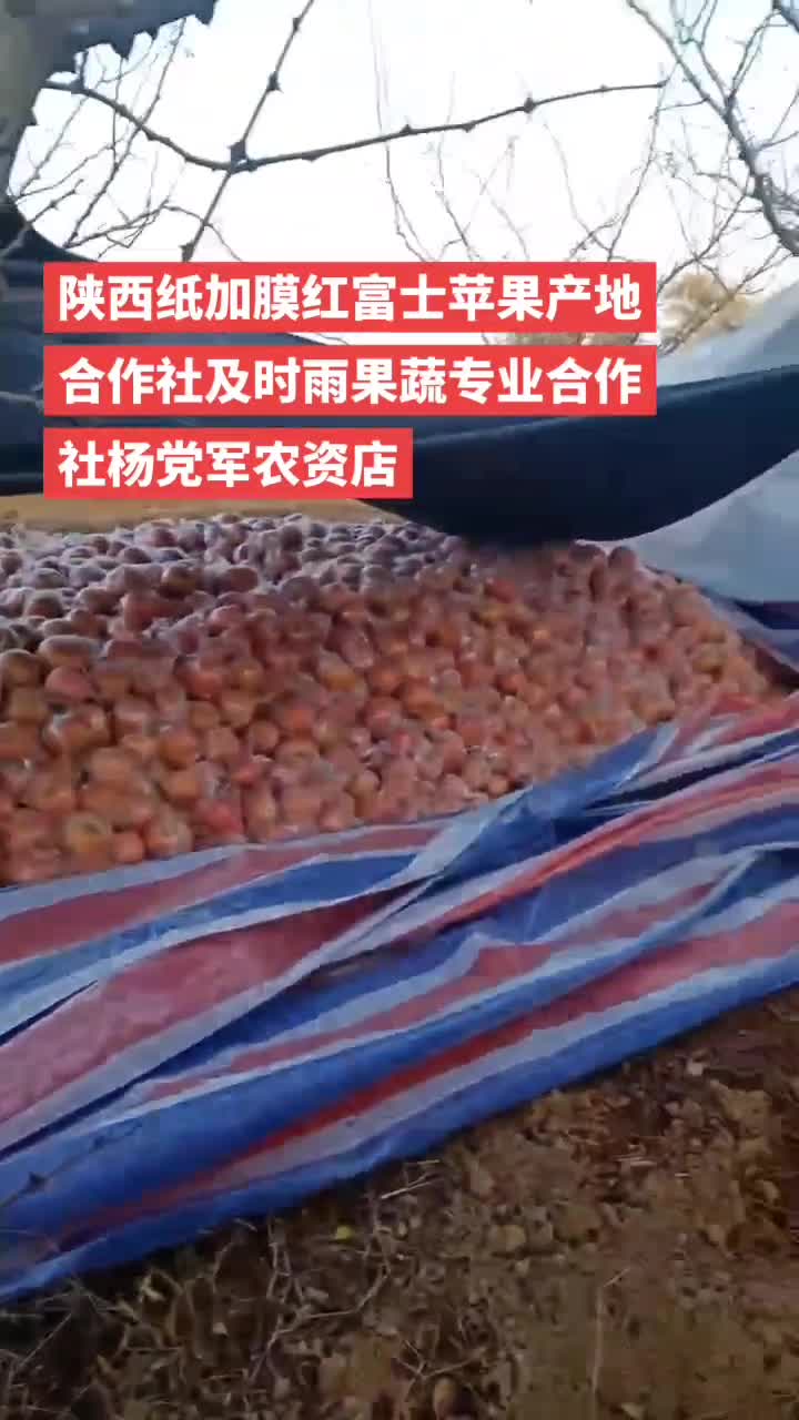 陕西红富士苹果价格，纸加膜红富士苹果批发