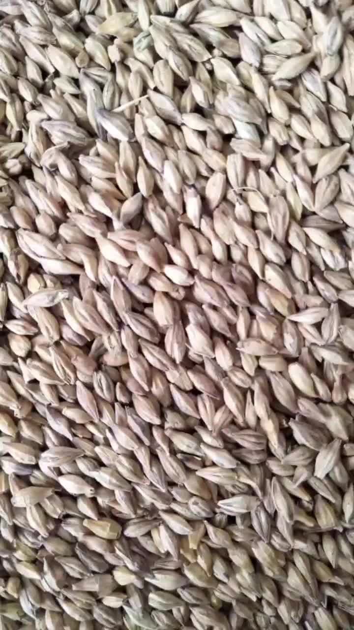 供应水培大麦种子货量充足价格批发