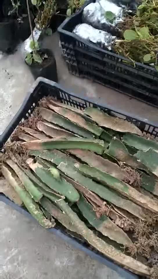 供應(yīng)草莓苗子地苗杯苗都有