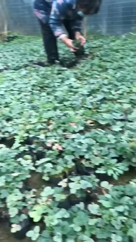 培育草莓苗子地苗杯苗供應(yīng)