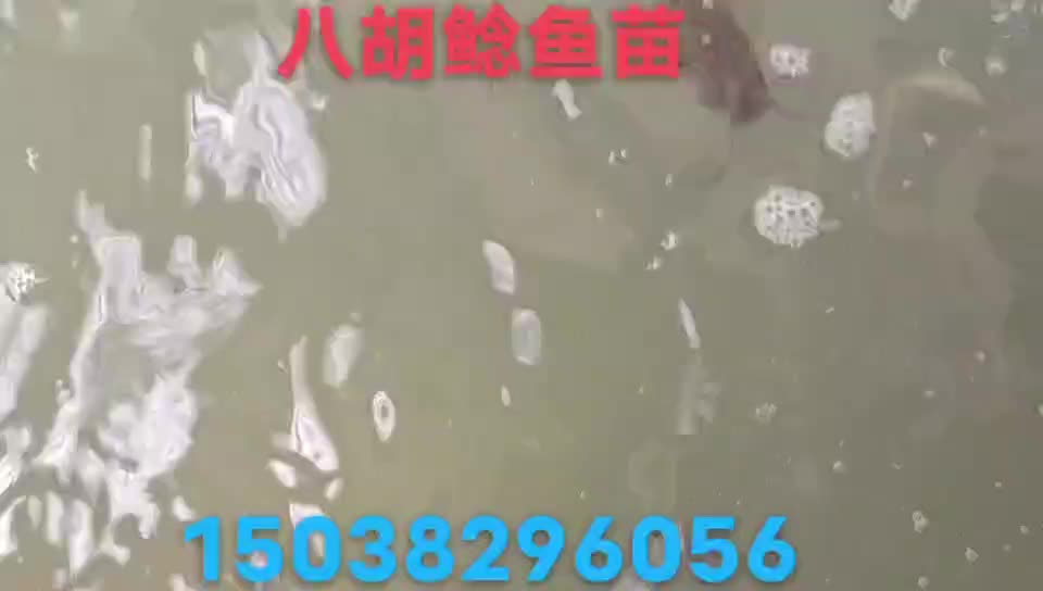 郑州黄河特种鱼苗繁殖厂八胡鲶鱼八胡鲶鱼