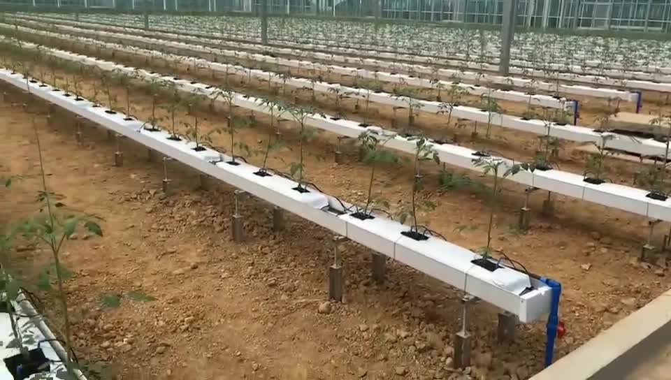 荷兰模式番茄立体无土栽培种植槽
