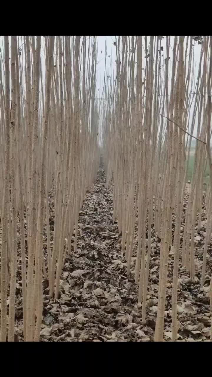 河南新乡原阳杨树苗无絮杨种植基地实景拍摄