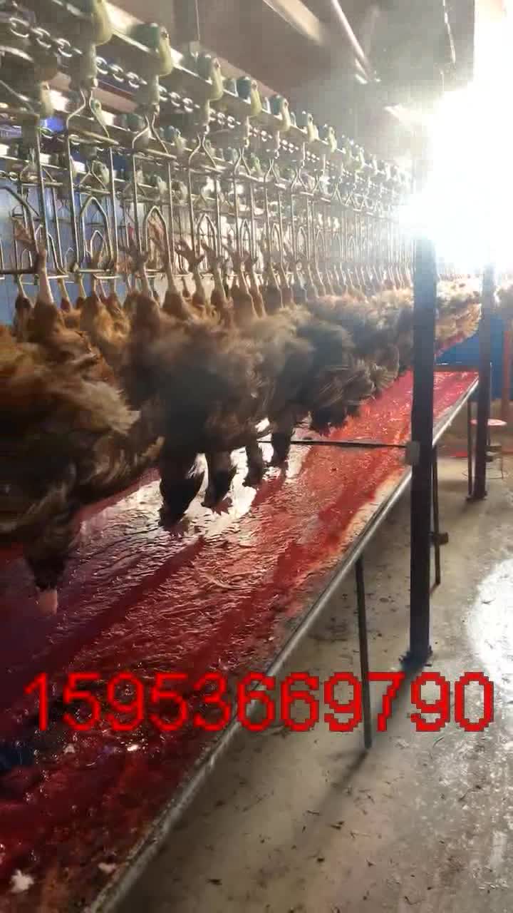 鸡屠宰流水线工作流程