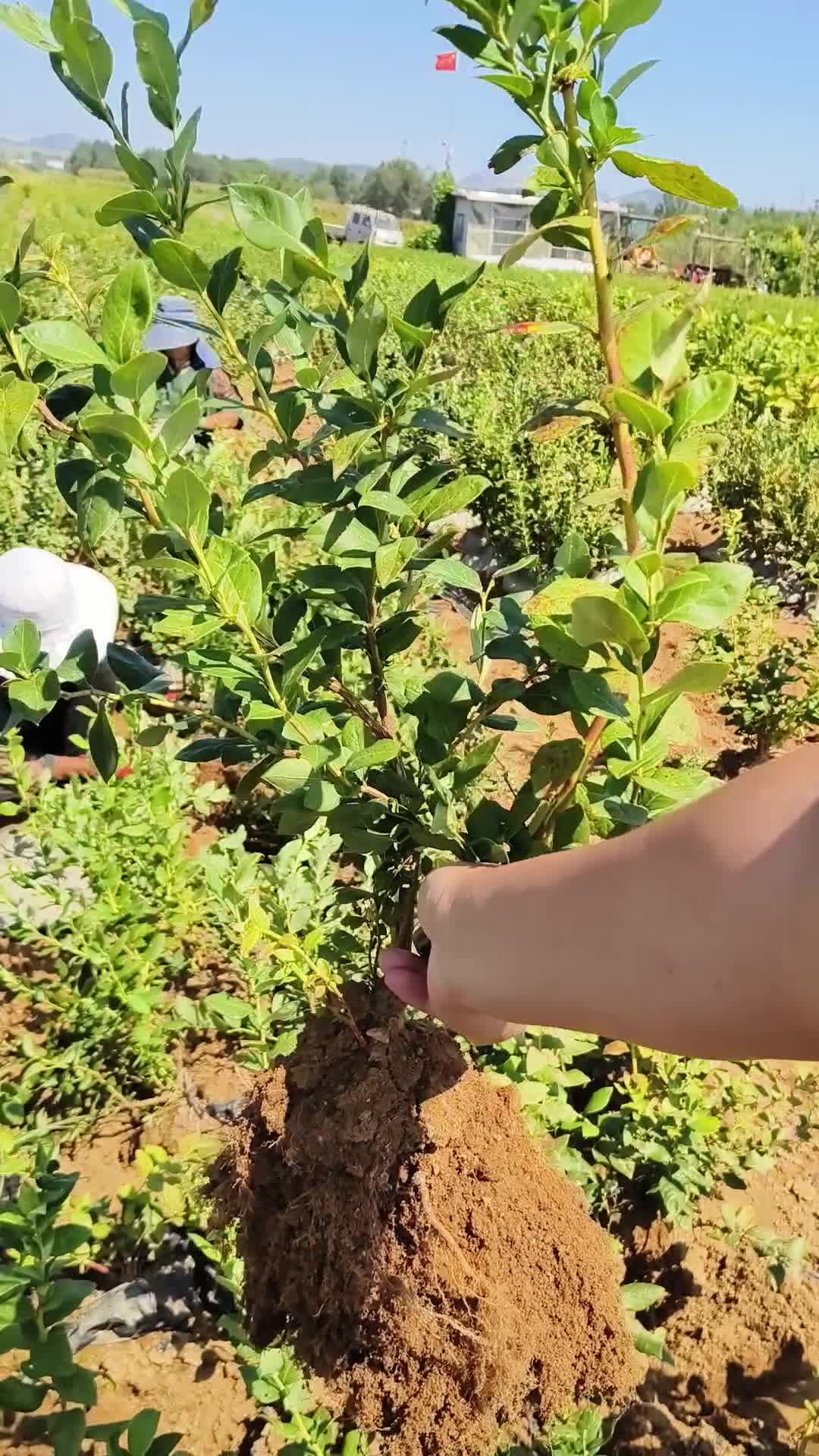 现挖的地栽蓝莓苗，分枝多结果快
