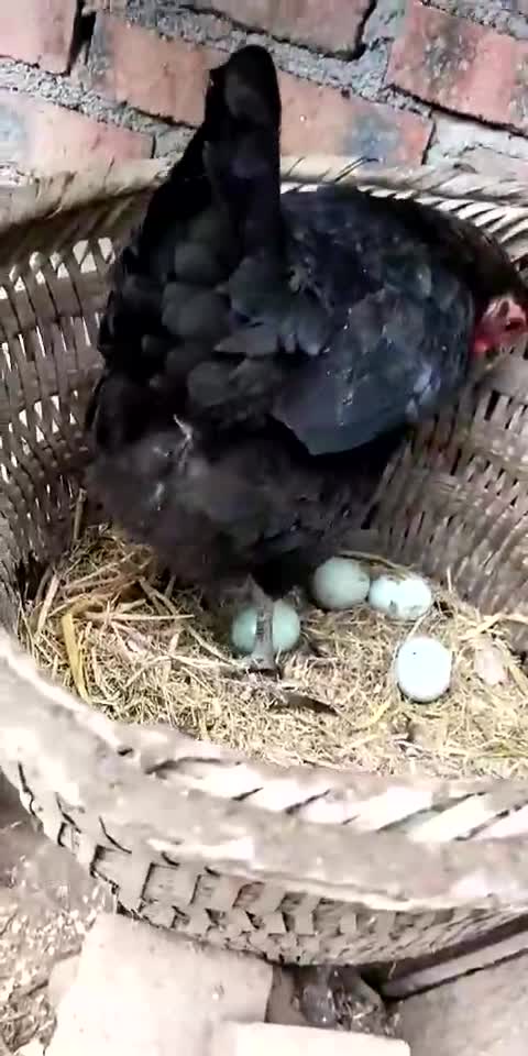 黑羽白皮绿壳蛋鸡苗，蛋鸡饲养全程提供技术