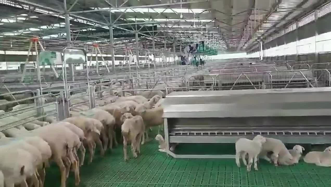 塑料羊粪板、高端羊床在现代化羊场中的应用