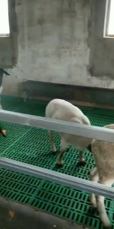 塑料羊床板养羊用塑料网床绿色塑料羊地