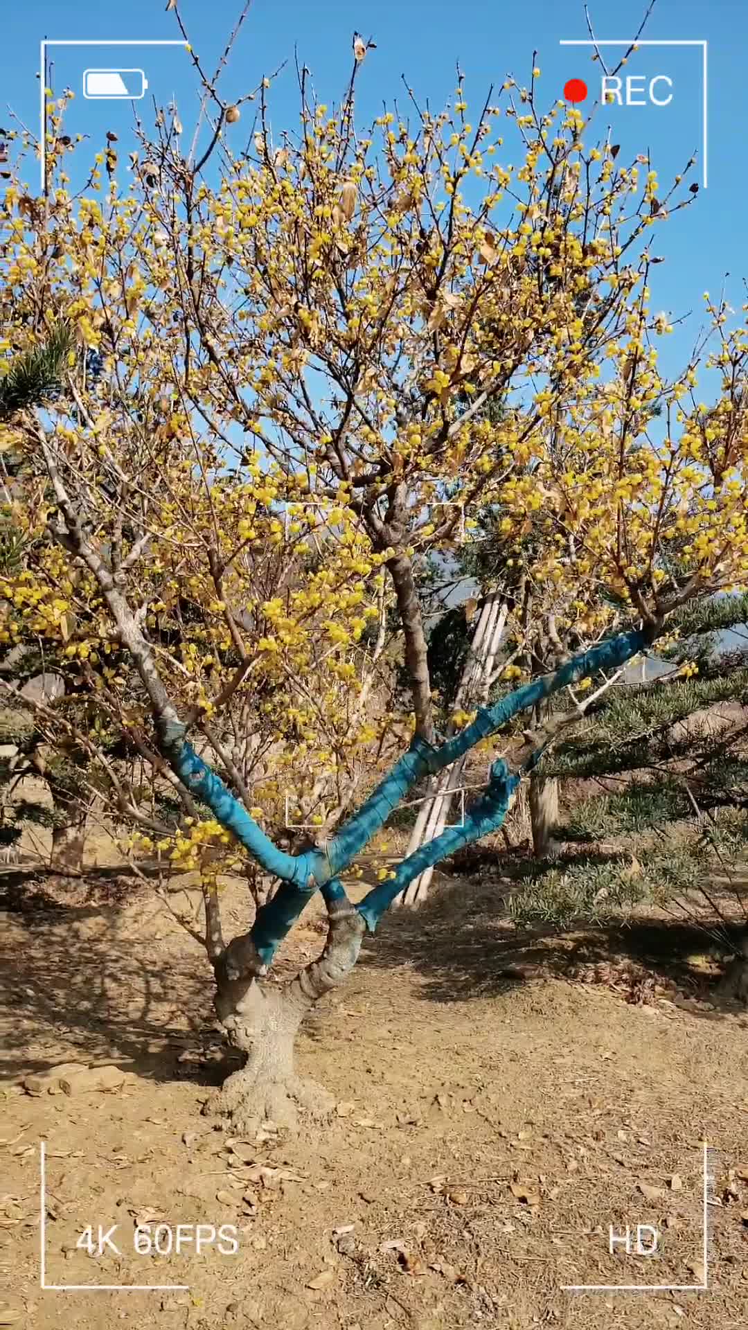 苏州腊梅花腊梅树种植基地精品素心腊梅
