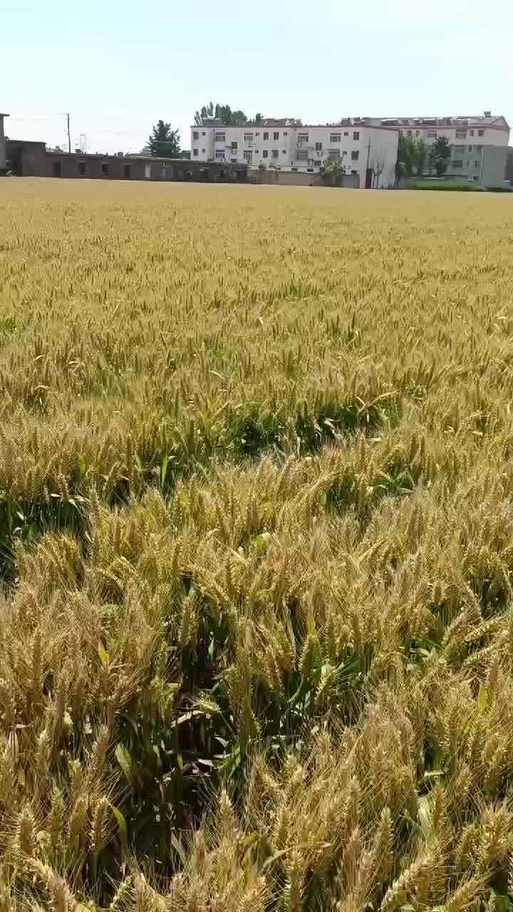 高产小麦种子大穗小麦种子山科麦2000